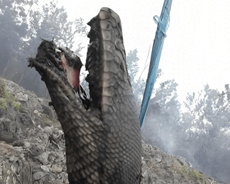 华宇娱乐:60斤巨蟒被山火活活烧死！蛇对冷热很敏锐，为啥不找个洞钻进去？